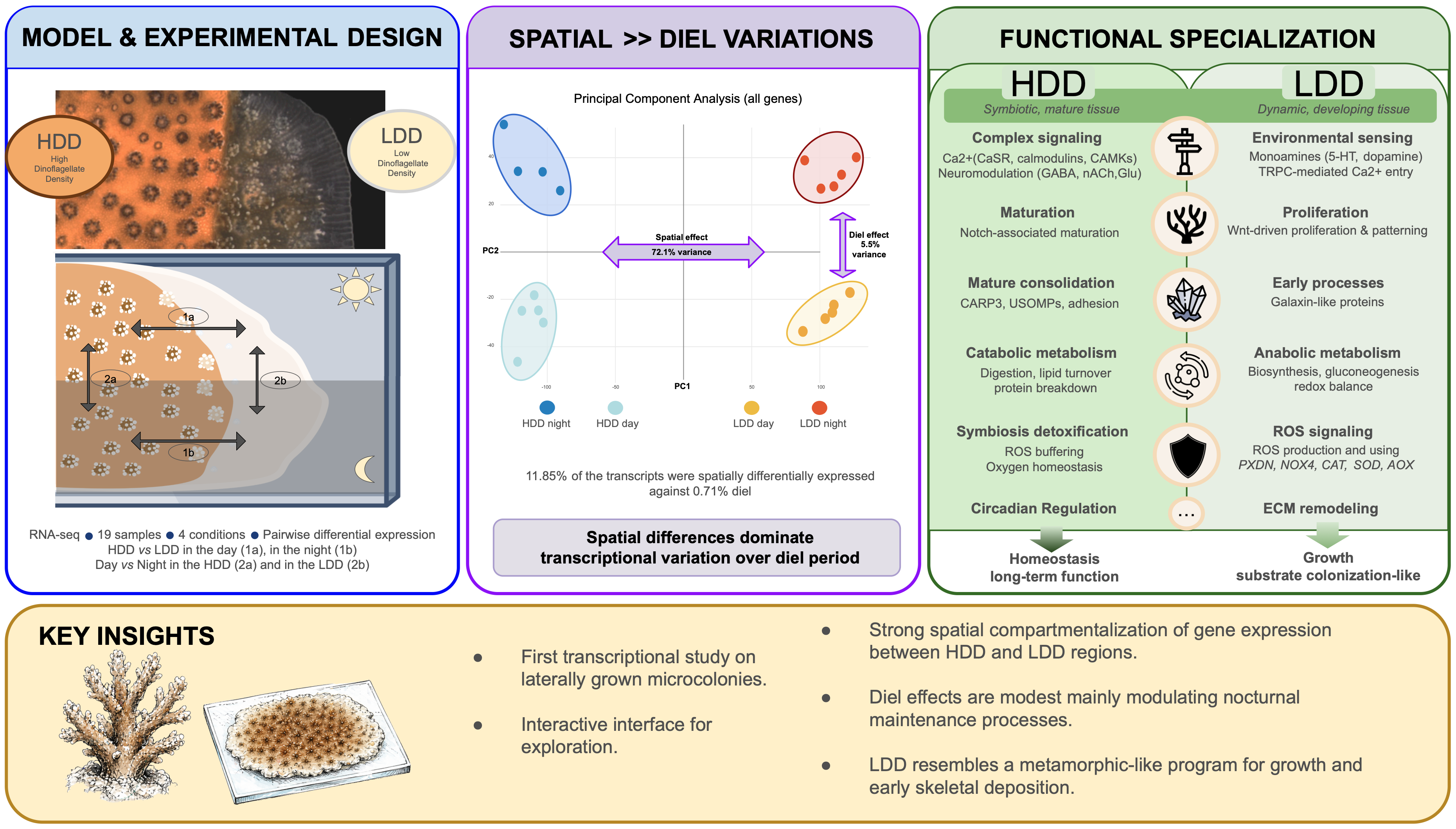 Graphical abstract